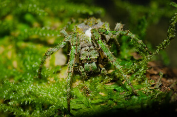 green orb-weaver spider on a tree