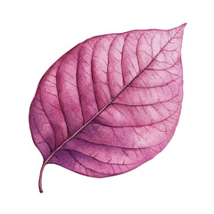 Obraz premium watercolor vector of A Redbud Leaf, isolated on a white background.