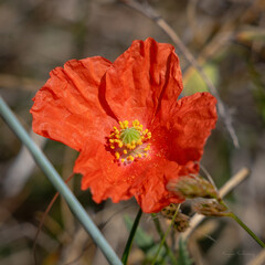 red poppy flower in North Berwick, Scotland