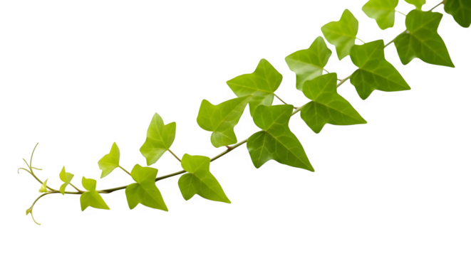 Lush green ivy vine with vibrant leaves isolated on a transparent background perfect for design projects needing natural elements and botanical illustrations.