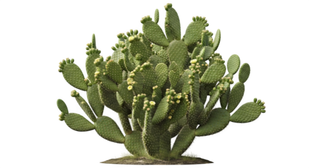 Lush Prickly Pear Cactus Plant with Blooming Flowers Isolated on transparent background Ideal for Botanical Illustrations Desert Flora Designs