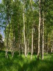 View of a birch grove with dense grassy undergrowth.