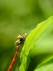 The large red damselfly (Pyrrhosoma nymphula) sitting on a green leaf. Front part of the body.