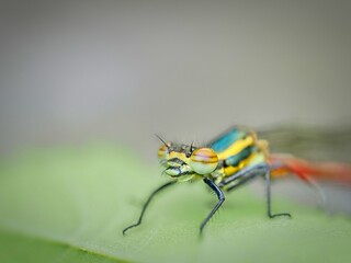 The large red damselfly (Pyrrhosoma nymphula) sitting on a green leaf. Detail of the front part of the creature.