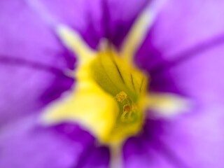 A view into the interior of a purple-yellow flower. Macro.