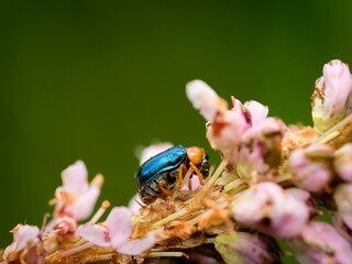 Smaragdina salicina - beetle crawling on a pink flower. Macro.
