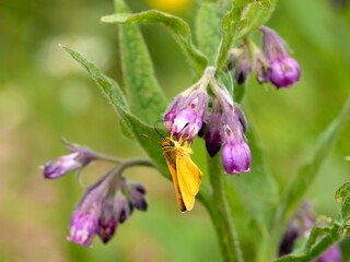 Hesperia comma, the silver-spotted skipper or common branded skipper. Butterfly sitting on a purple flower. Close up.