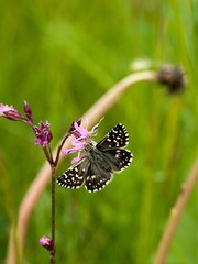 Pyrgus malvae, the grizzled skipper. Butterfly on a small meadow flower. Close up.