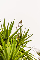 Serinus canaria pertenece a la familia de Fringillidae.