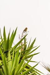 Serinus canaria pertenece a la familia de Fringillidae.