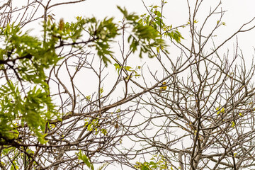 Serinus canaria pertenece a la familia de Fringillidae.