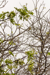 Serinus canaria pertenece a la familia de Fringillidae.