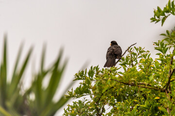 Turdus merula pertenece a la familia Turdidae.