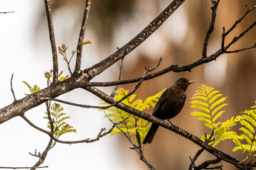 Turdus merula pertenece a la familia Turdidae.