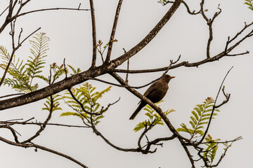Turdus merula pertenece a la familia Turdidae.