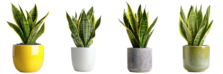 Snake Plant in Decorative Pot PNG set Transparent background