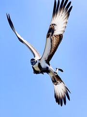 Osprey Dive VI