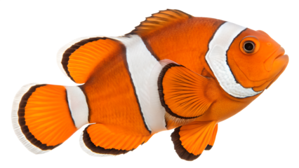 Clownfish with vibrant orange and white stripes, swimming gracefully. Transparent background highlights its features and colors.