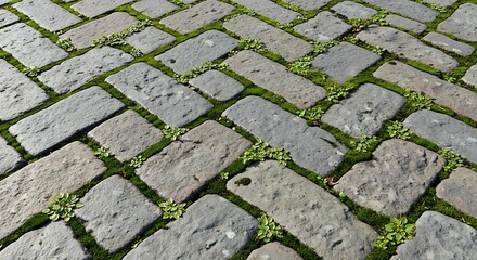 Stone Path Ecosystem: Nature's Resilience in Urban Paving