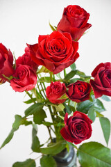 Fototapeta premium 赤いばら