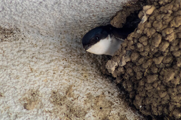 Swallow in its nest
