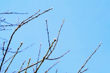 Spring allergens affecting respiration outside