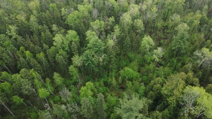 Aerial View Of Dense Trees In The Forest With Green Foliage.