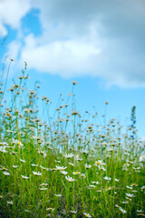 Obraz premium Summer chamomile field with wildflowers under blue sky. Fresh green meadow, rural landscape, natural beauty, eco concept, blooming herbs, calm countryside scenery.