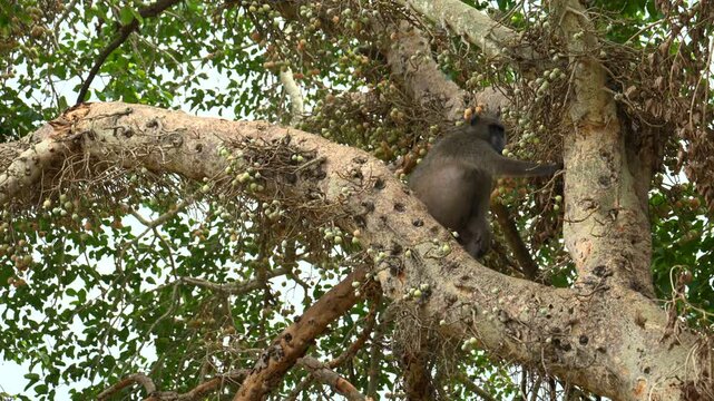 Chacma Baboon (Papio ursinus) male sitting drunk from Marula fruit (Sclerocarya birrea) in the Marula tree, Kruger National Park, South-Africa.