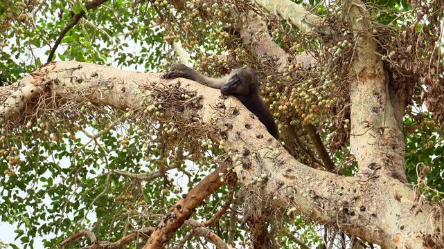 Chacma Baboon (Papio ursinus) male sitting drunk from Marula fruit (Sclerocarya birrea), hanging in the Marula tree, Kruger National Park, South-Africa.