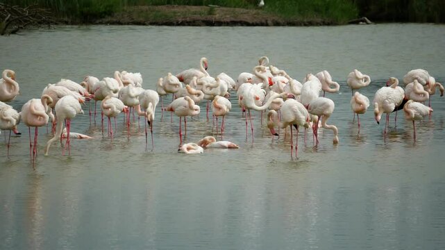 group of wild flamingos gathers in pond