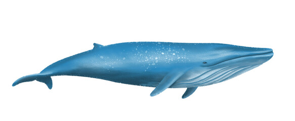 Isolated image of a blue whale swimming, symbolizing ocean wildlife, marine life, and aquatic nature. Ideal for educational materials, environmental campaigns, and ocean-themed designs © ninimiou