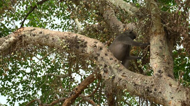 Chacma Baboon (Papio ursinus) male in the Marula tree (Sclerocarya birrea) picking marula fruit, Kruger National Park, South-Africa.