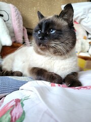 Relaxed Siamese cat lying on blanket