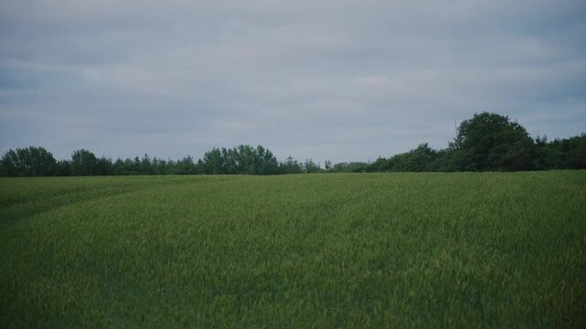 Green field with distant trees under a cloudy sky, Langeland, Denmark