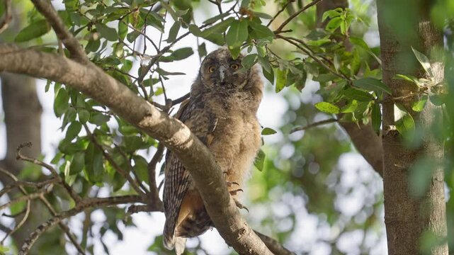 A long-eared owl owlet is standing on a branch and looking around