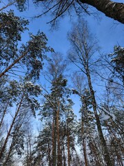 Tall pine trees captured from below, reaching into a cloudless, bright blue sky