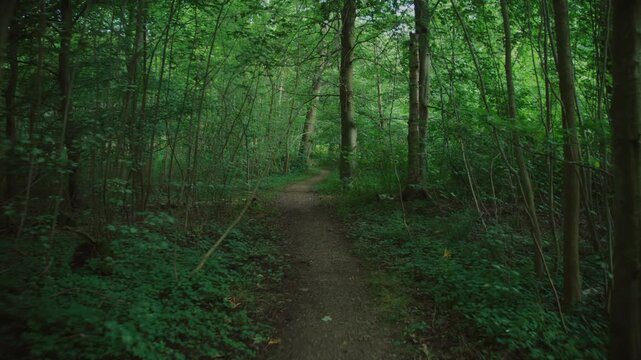 A peaceful walking trail in the forest of Langeland, Denmark, surrounded by green trees and plants