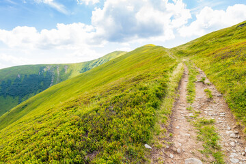 path up the steep hill. beautiful view. travel background with carpathian mountain landscape in summer. grassy alpine scenery of ukraine on a sunny day with clouds on the blue sky. weather change