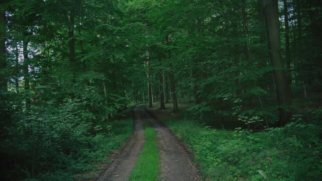 A tranquil forest pathway in Langeland, Denmark, inviting a calm walk or exploration
