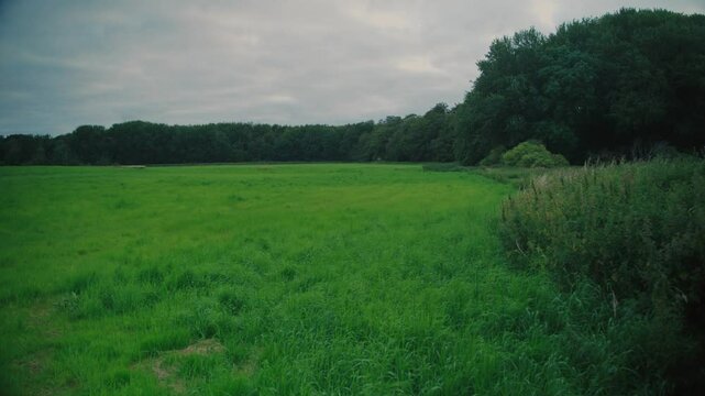 Wide view of a green meadow surrounded by trees on Langeland, Denmark, peaceful vibe