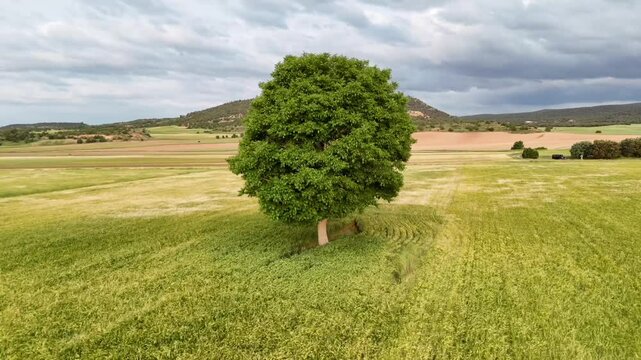 An aerial drone spinning view around a solitary Holm Oak tree surroended by green wheat fields in a rural landscape in Soria province inside Spain.
