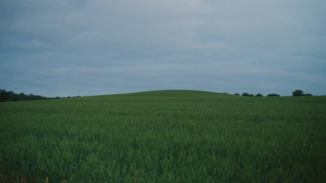 A vast, serene green field with a gentle slope on Langeland, Denmark under a soft sky