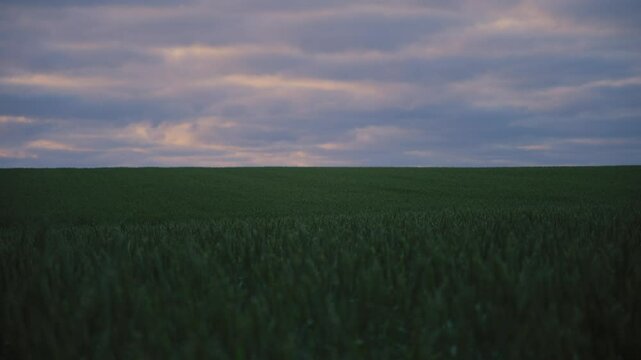 Calm green field on Langeland, Denmark, under an overcast sky at dusk