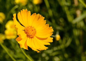 Single open flower of Coreopsis grandiflora or large-flowered tickseed,  bright yellow daisy-like perennial from the Asteraceae family