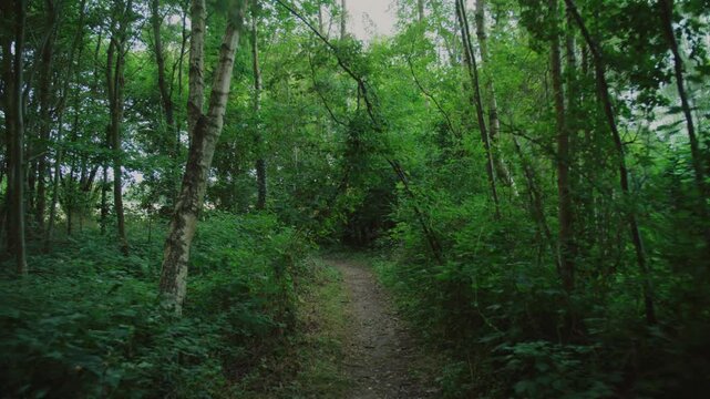 Green forest path in Langeland, Denmark, offering a peaceful and natural scene