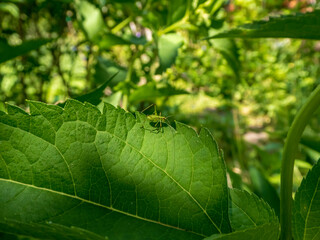 Small Green Bush Cricket Nymph on a Vibrant Leaf in Sunlight