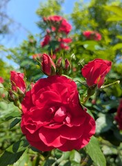 Red roses on a bush on a sunny day. The sun emphasizes the velvety texture of the petals and creates a warm, summer atmosphere. In the background - a blue sky and blurred silhouettes of other flowers