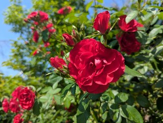 Obraz premium Red roses on a bush on a sunny day. The sun emphasizes the velvety texture of the petals and creates a warm, summer atmosphere. In the background - a blue sky and blurred silhouettes of other flowers