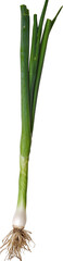 Obraz premium Fresh Organic Scallion with Roots